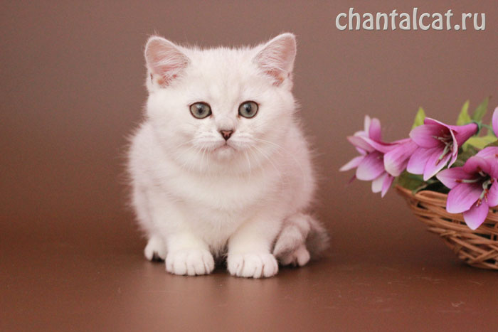 silver shaded kitten