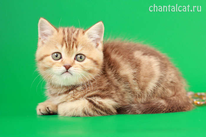 шоколадный мраморный котенок