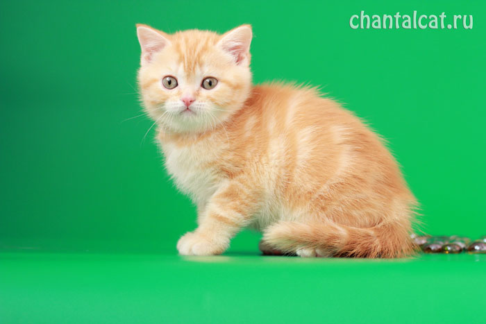 фото красного табби котенка