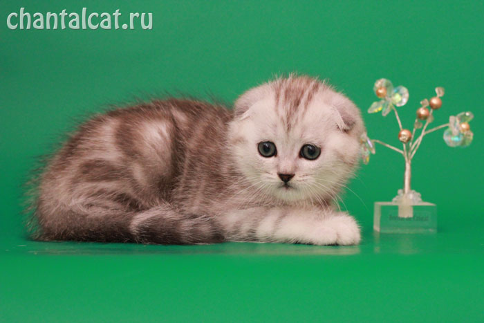 котенок скоттиш-фолд мраморный