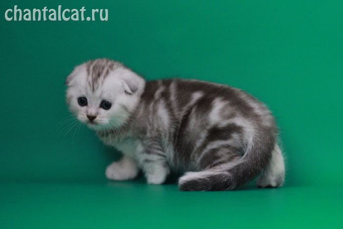 фото серебристого котенка