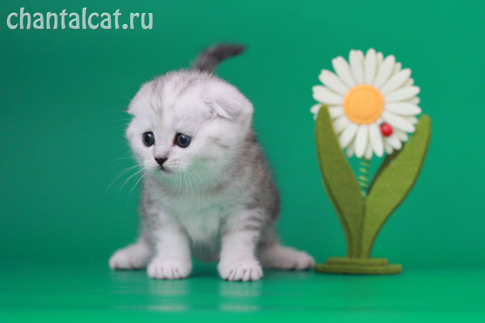 фото серебристого котенка