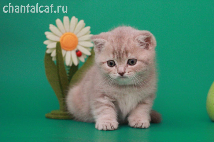 фото лилового мраморного котенка